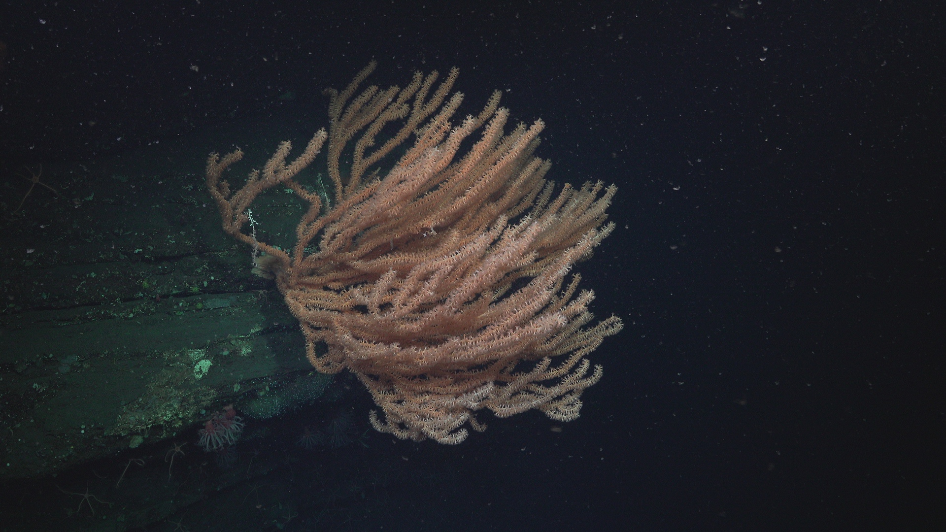 Massive coral